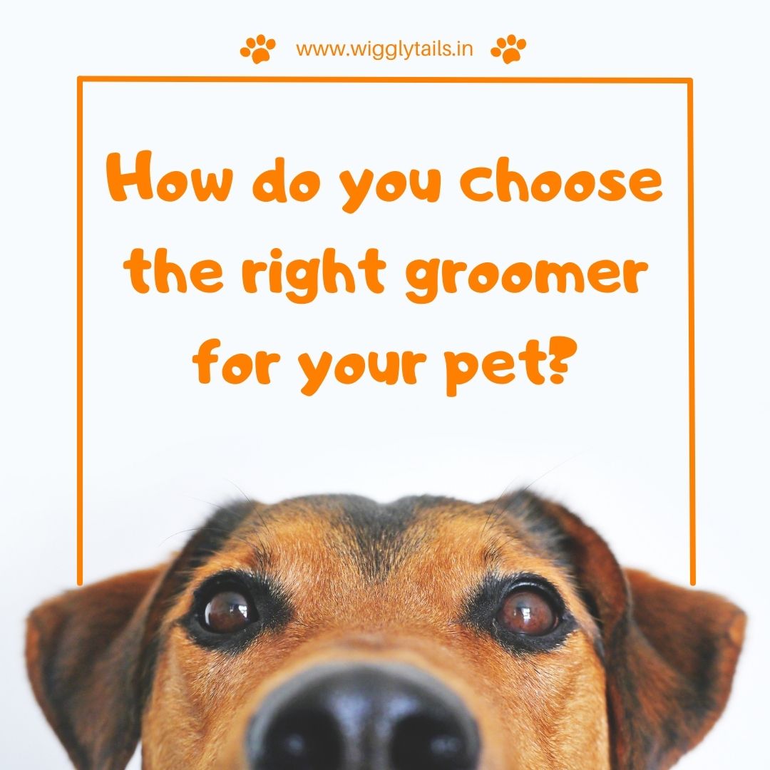 How do you choose the right groomer for your pet?