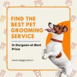 the-best-pet-grooming-service-in-gurgaon