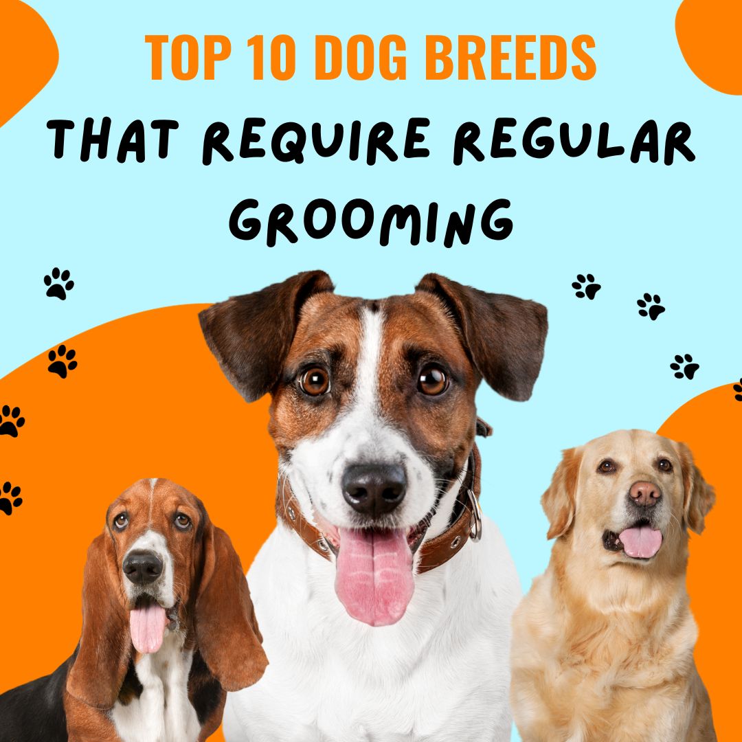 Top 10 Reasons To Become A Dog Groomer - Dog Grooming School - Pet Grooming  Services