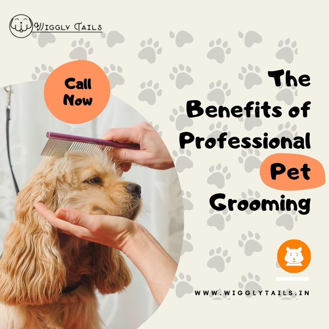 The Benefits of Professional Pet Grooming