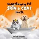 understanding-pet-skin-and-coat-health