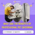 what-are-the-benefits-of-professional-pet-grooming
