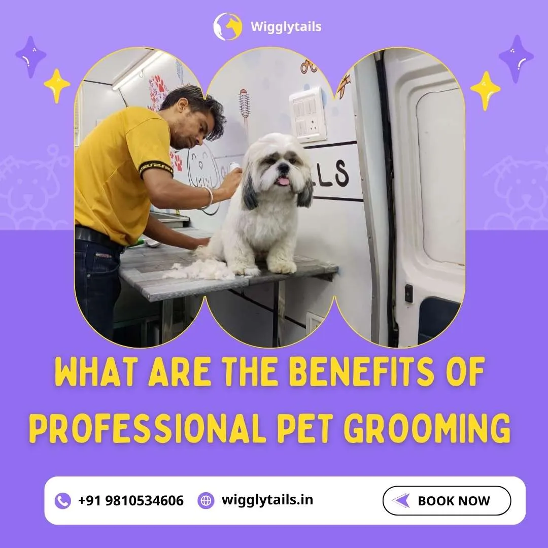 what-are-the-benefits-of-professional-pet-grooming