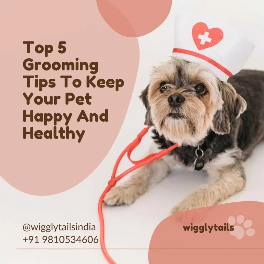 Top 5 Grooming Tips To Keep Your Pet Happy And Healthy
