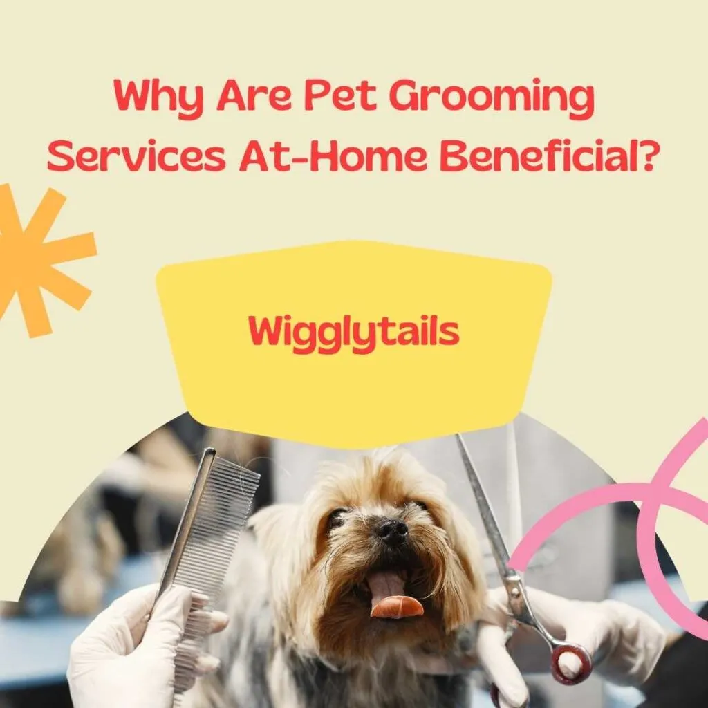 Why Are Pet Grooming Services At-Home Beneficial?