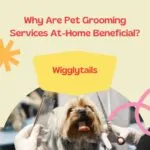 Why Are Pet Grooming Services At-Home Beneficial?